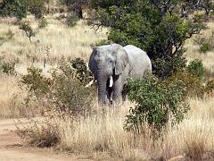 090516_Pilanesberg 154